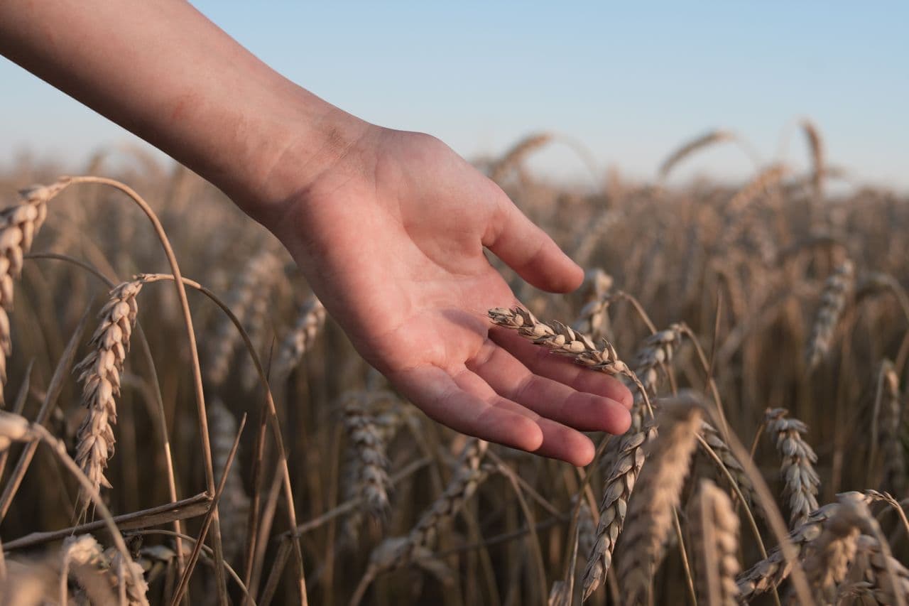 Asesoramiento agronómico en campo