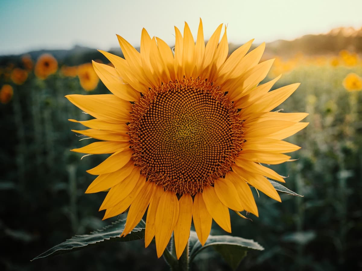 Girasol